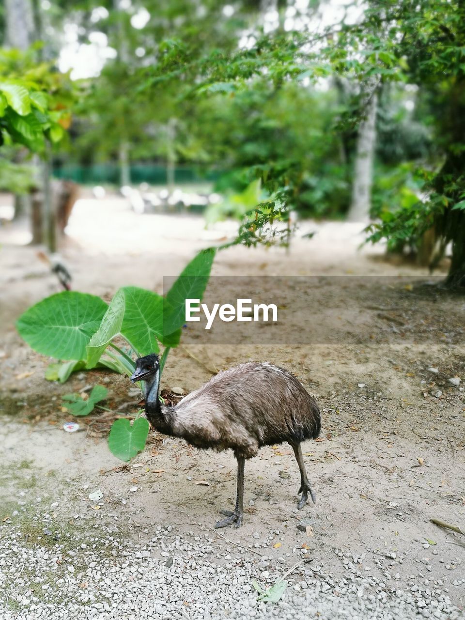 Emu perching by plant