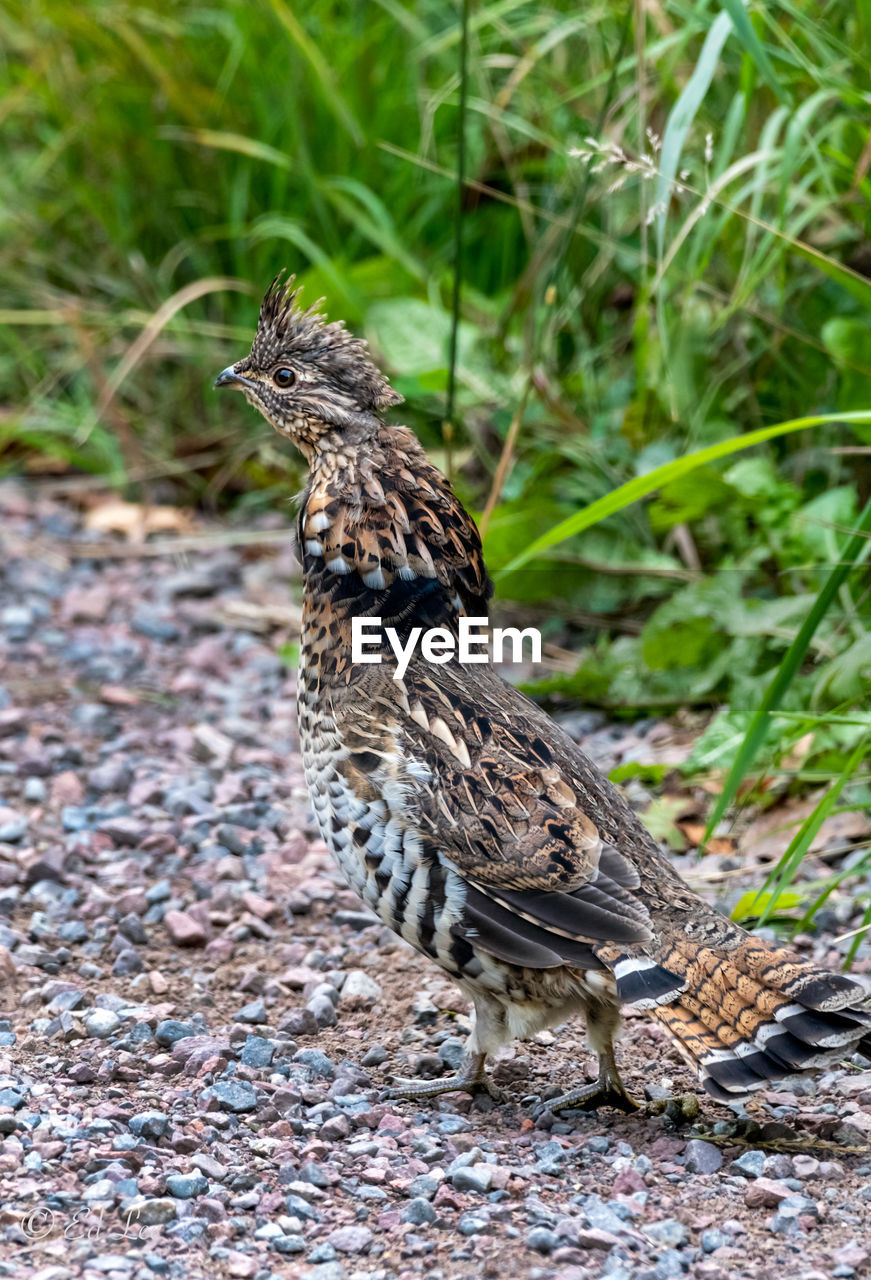 Ruffed grouse