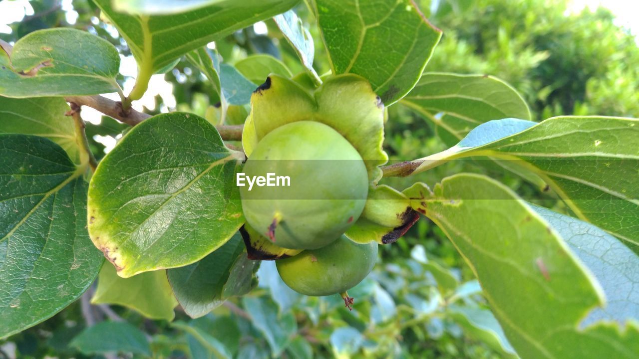 CLOSE-UP OF FRESH FRUITS ON TREE