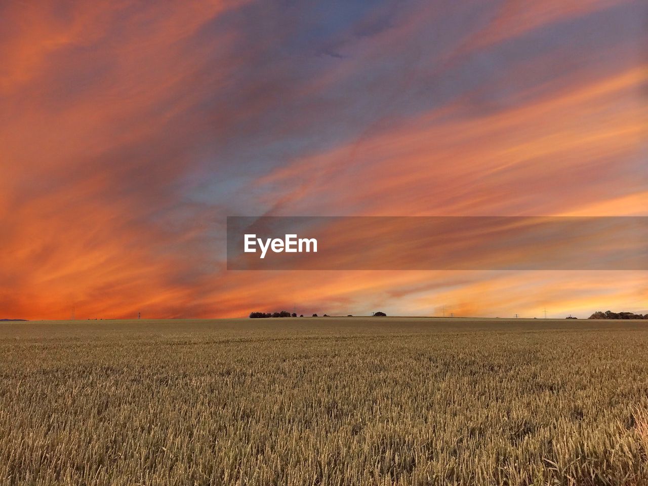 Scenic view of agricultural field against sky during sunset