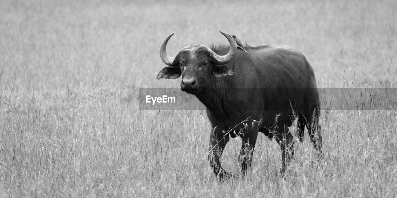 Big buffalos are standing in the grass and grazing in the savannah of kenya