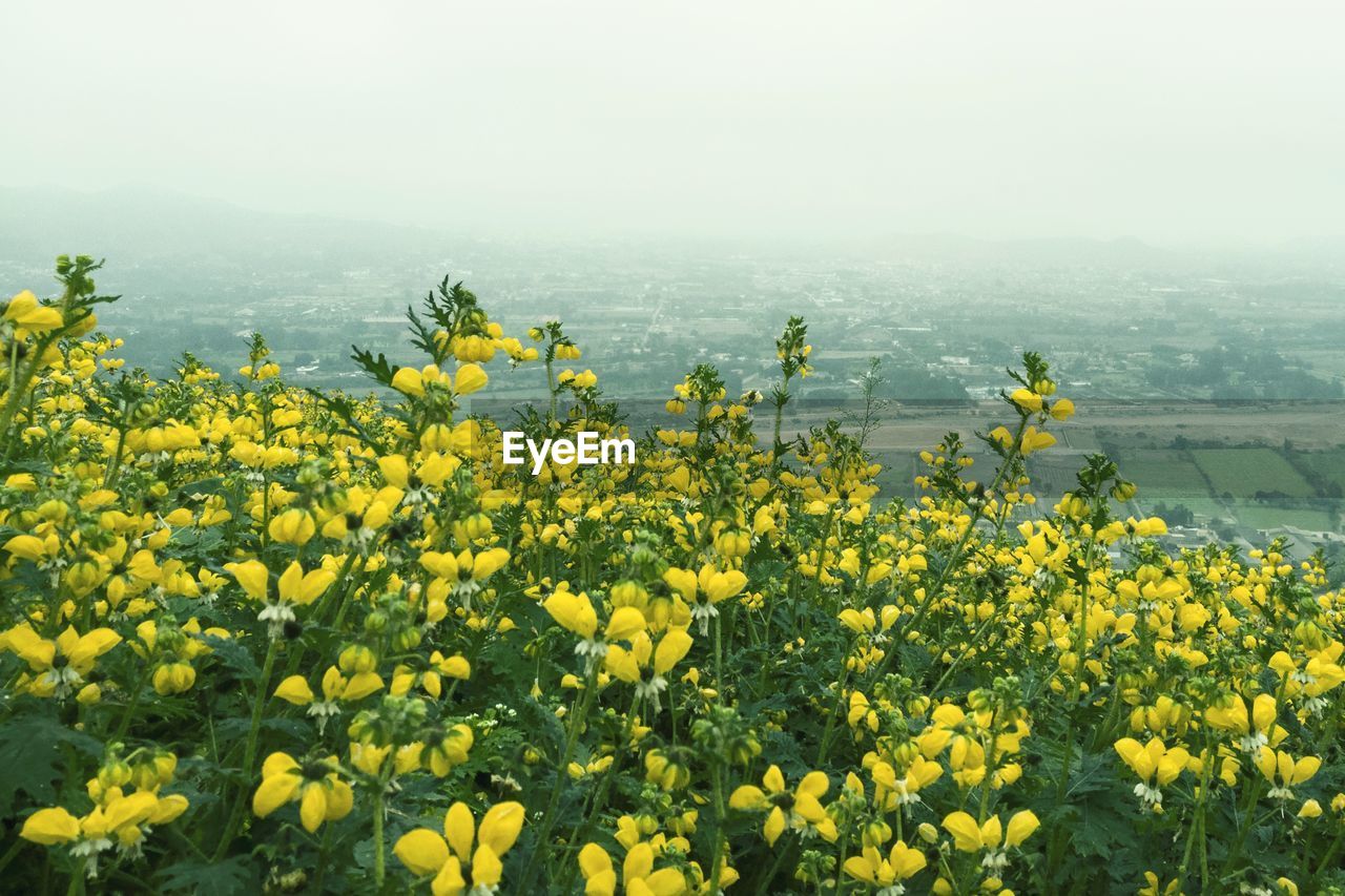 YELLOW FLOWERS GROWING ON FIELD