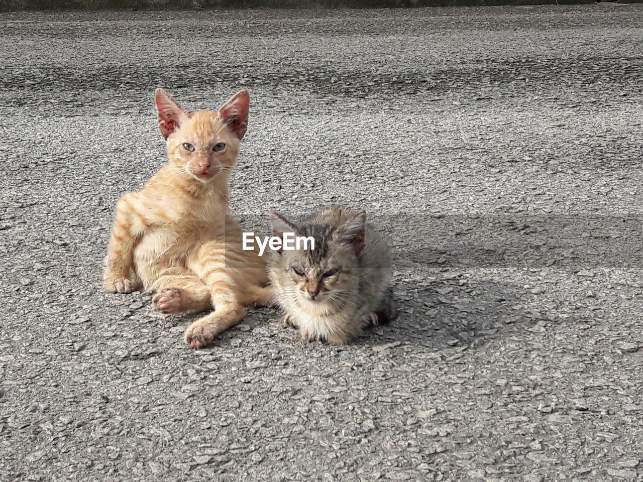 Portrait of stray cats on street