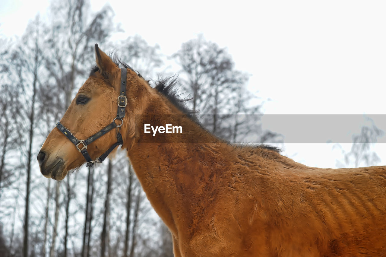 CLOSE-UP OF A HORSE IN SNOW