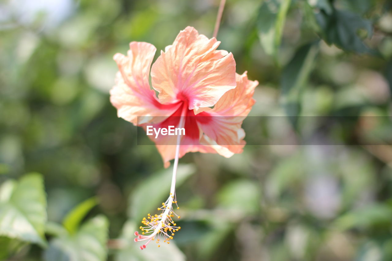 Close-up of pink hibiscus flower