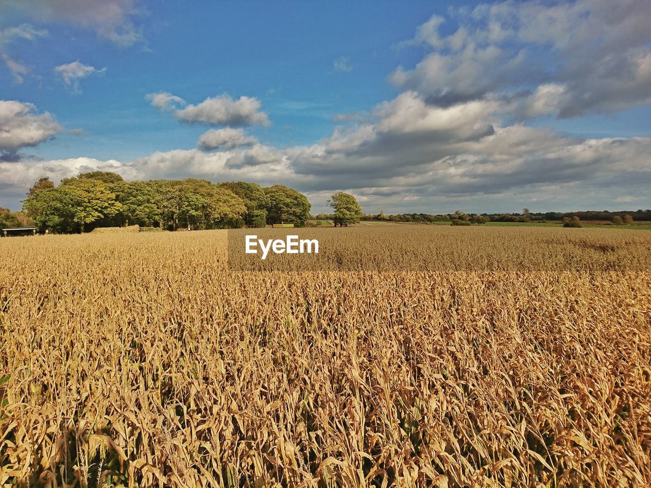 Scenic view of farm against sky