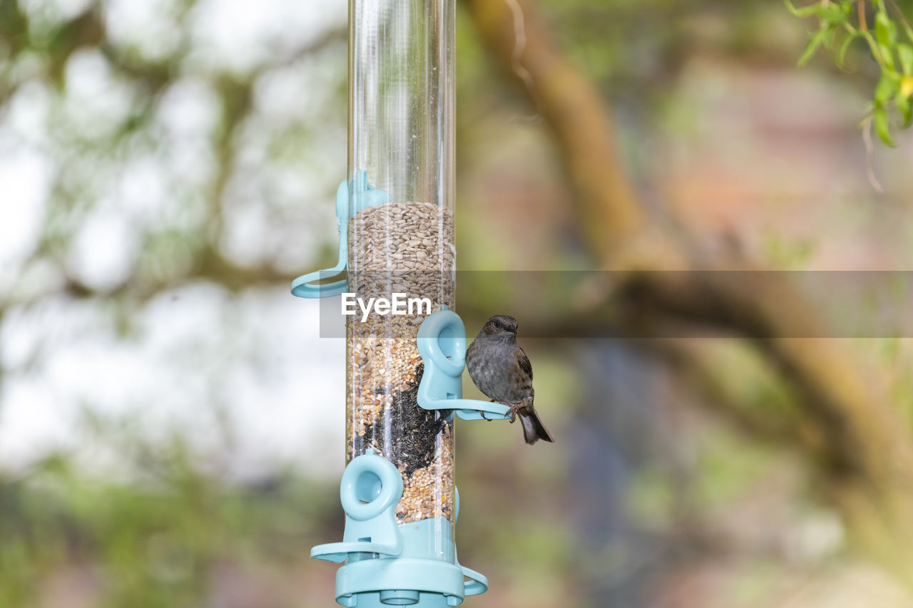 CLOSE-UP OF A BIRD FEEDER ON METAL STRUCTURE