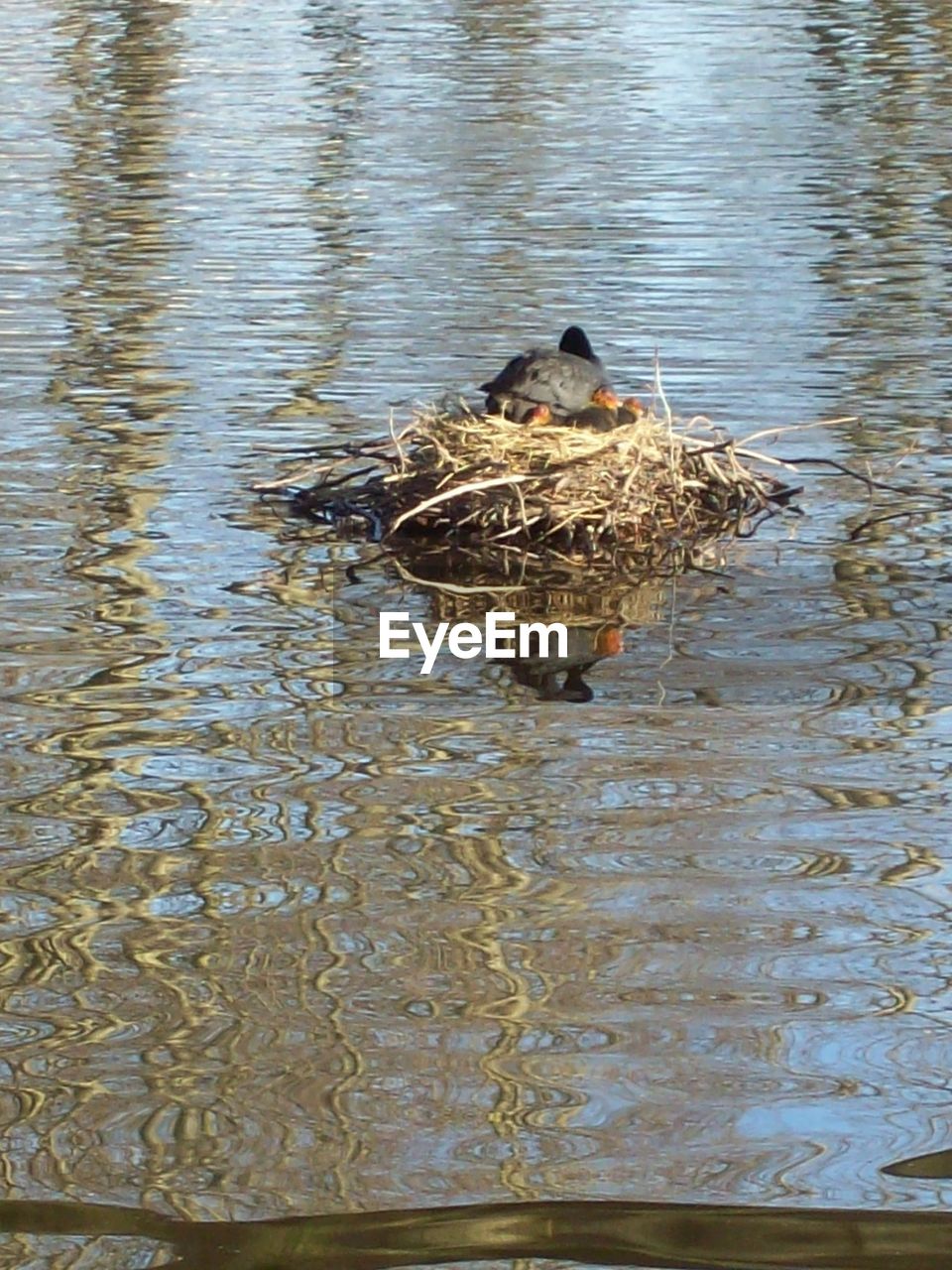 HIGH ANGLE VIEW OF DUCKS SWIMMING ON LAKE