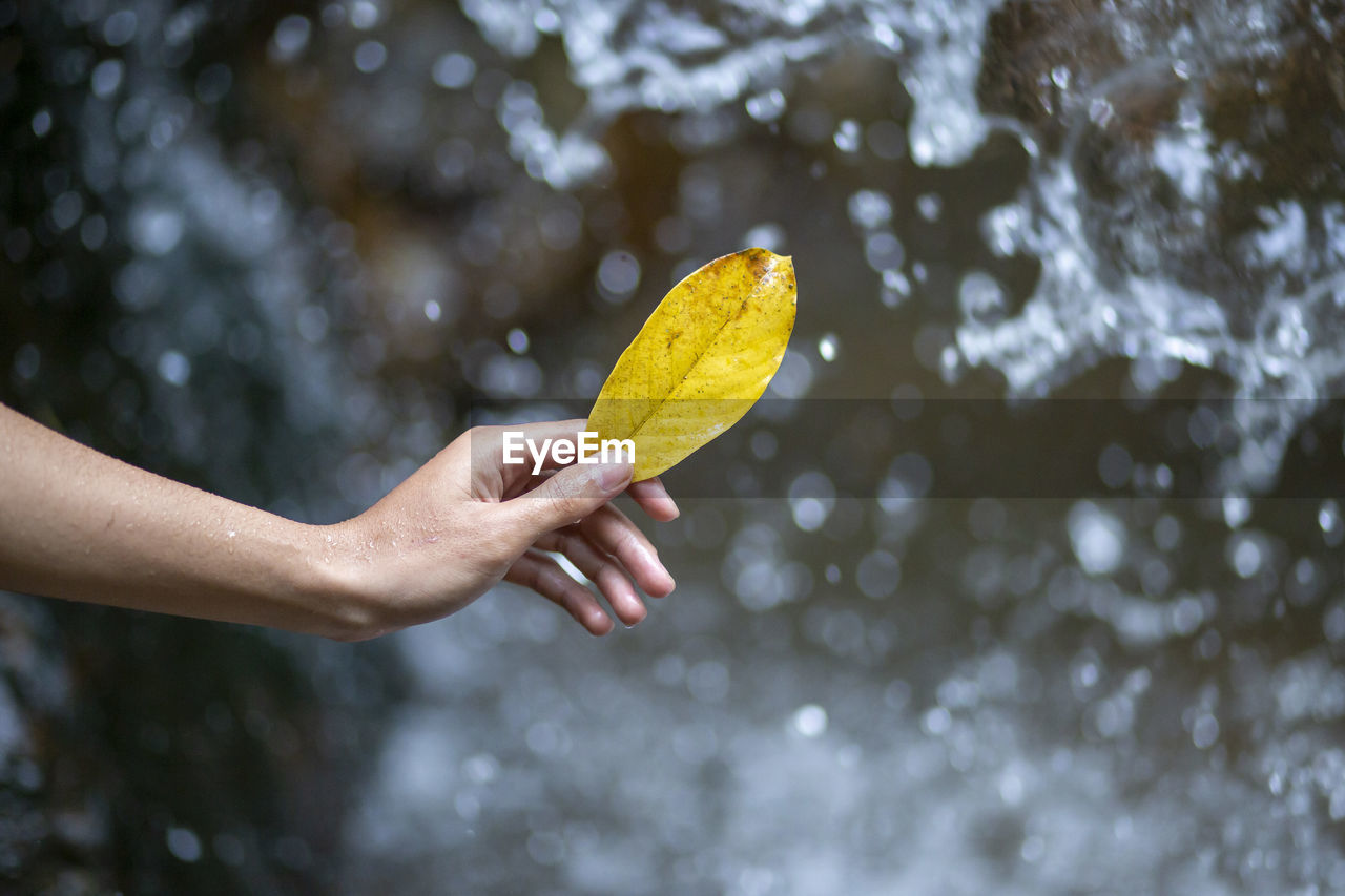 Cropped image of person holding yellow leaf