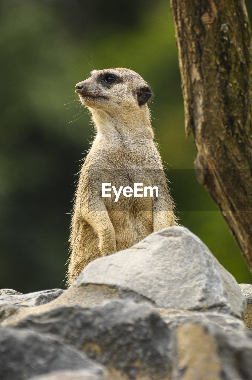 A female meerkat standing on a stone and watching the surroundings.