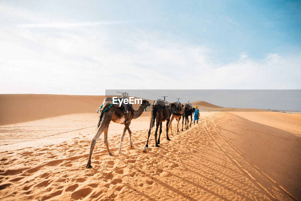 VIEW OF HORSE IN DESERT