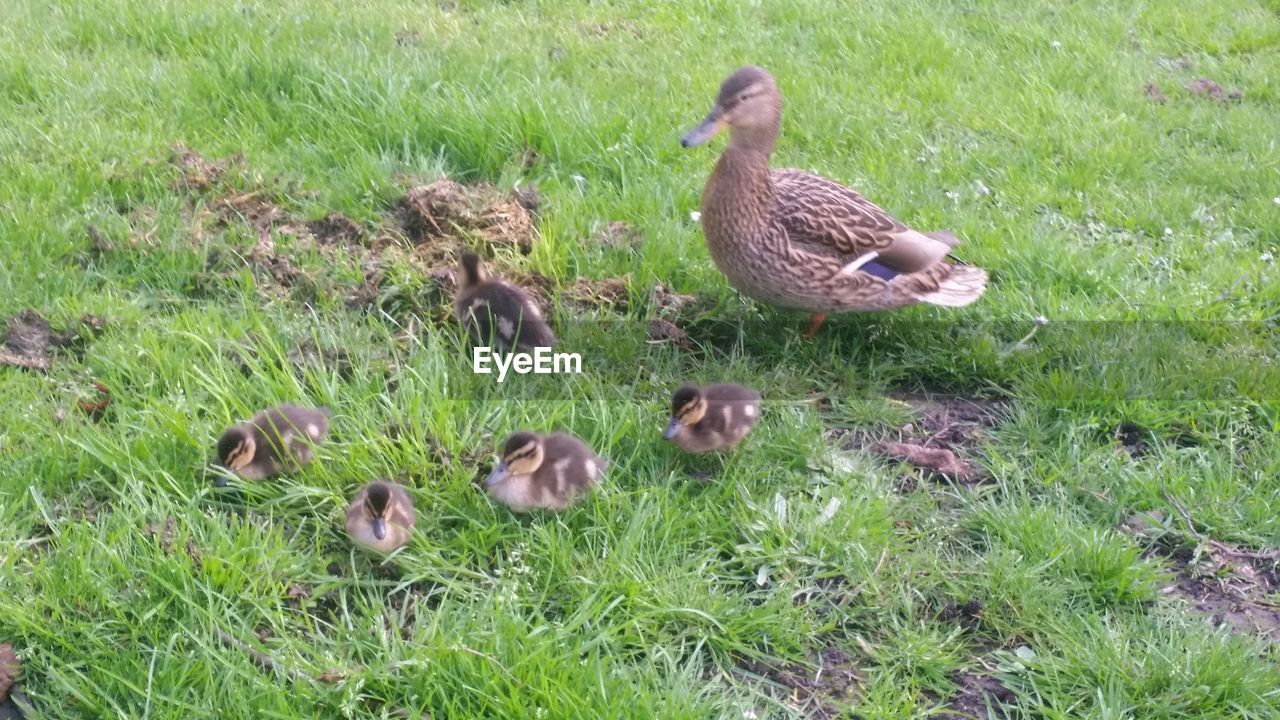 DUCKS ON GRASSY FIELD