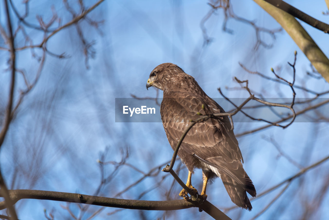 Low angle view of bird perching on branch