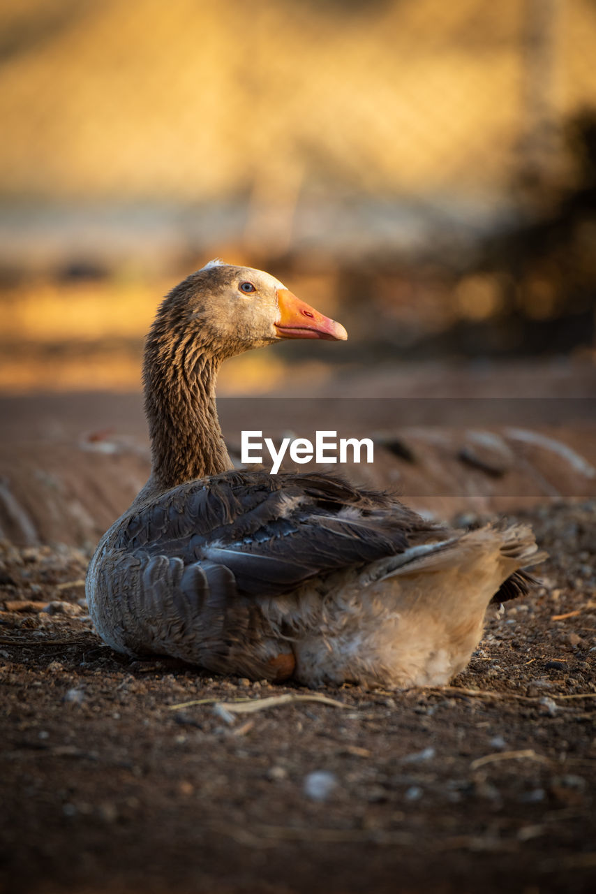 Goose lies facing right in golden light