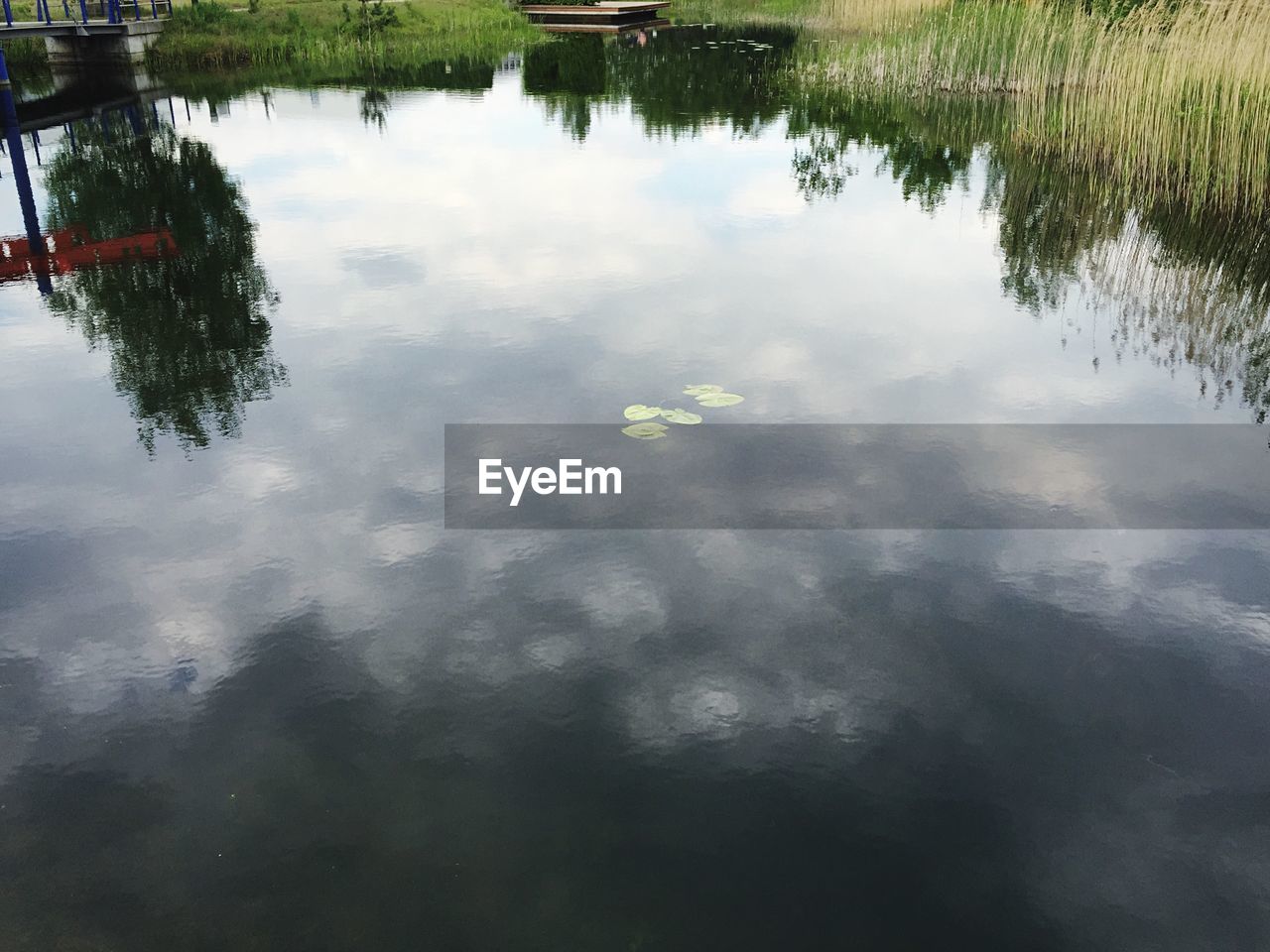 REFLECTION OF TREES IN WATER