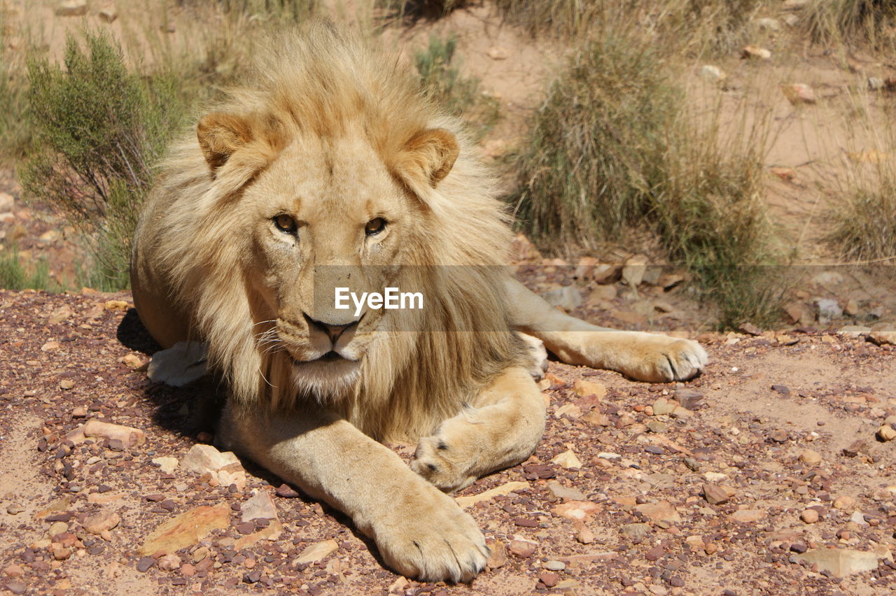 Lion looking at camera outdoors