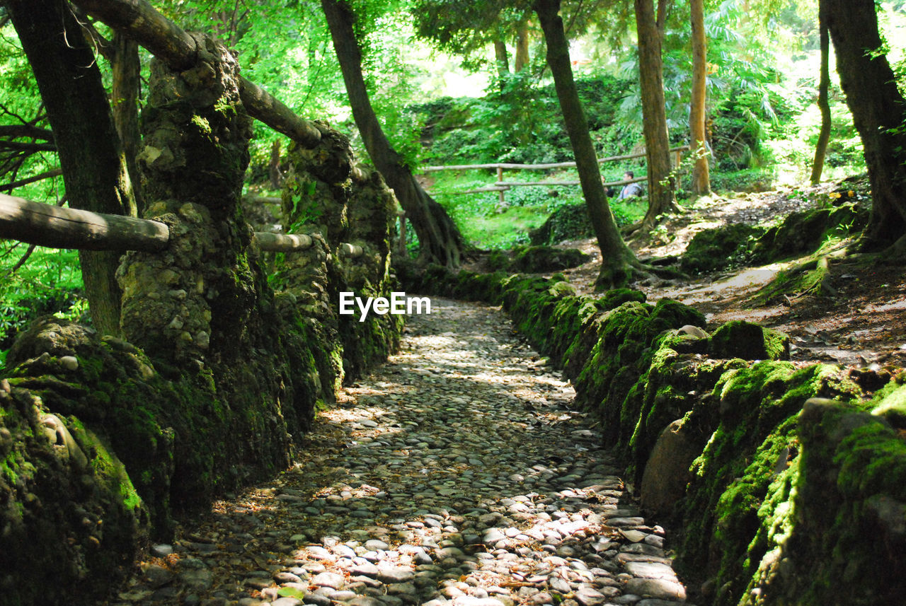 Footpath amidst trees in forest