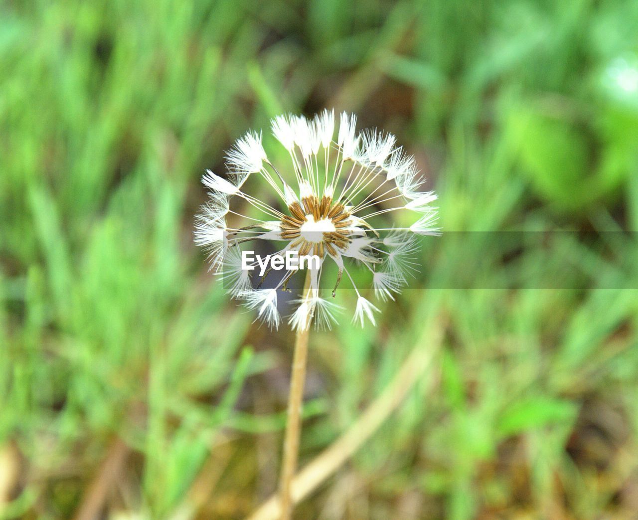High angle view of dandelion flower blooming on field
