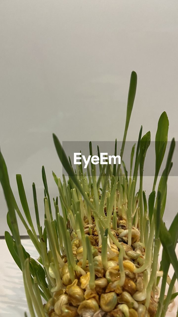 plant, flower, food, food and drink, nature, freshness, no people, green, growth, healthy eating, wellbeing, close-up, beauty in nature, produce, vegetable, plant part, leaf, agriculture, water, outdoors, studio shot