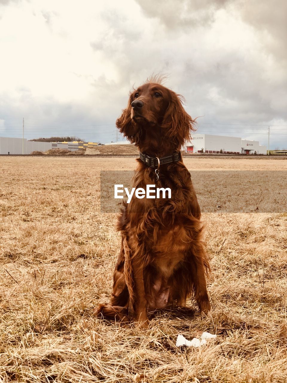 Dog sitting in a field