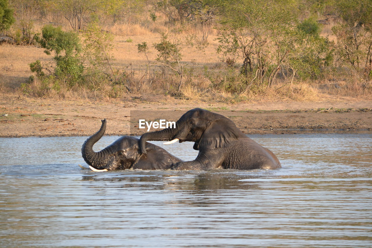 Side view of elephant in water