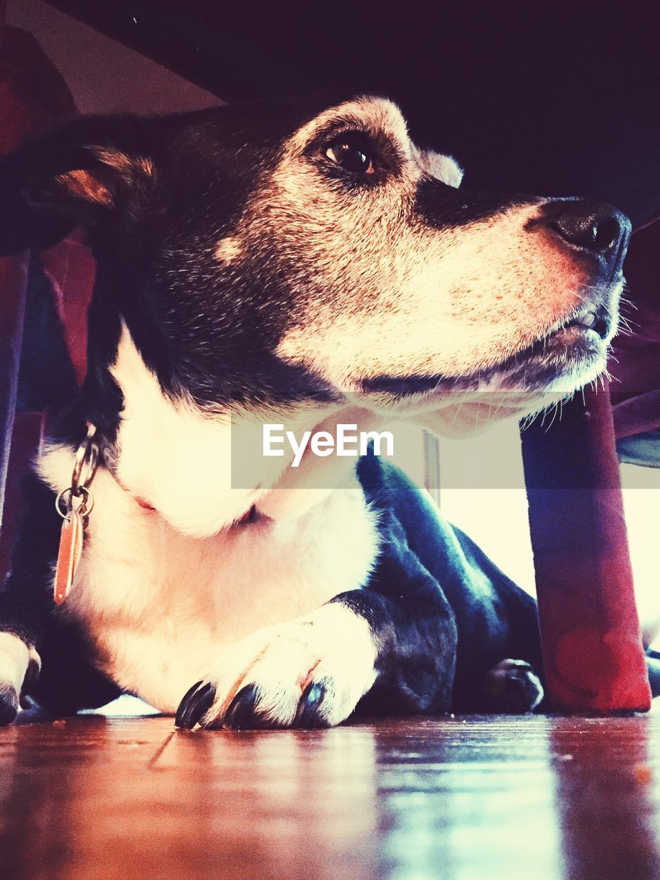 Close-up of dog resting under dining table at home