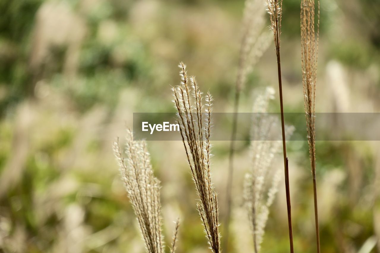 Close-up of stalks in field