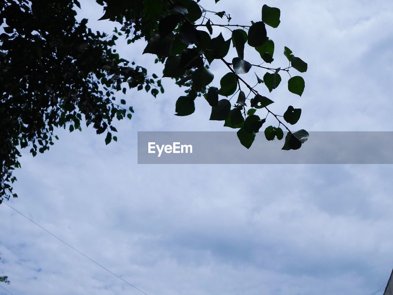 LOW ANGLE VIEW OF TREE BRANCHES AGAINST SKY