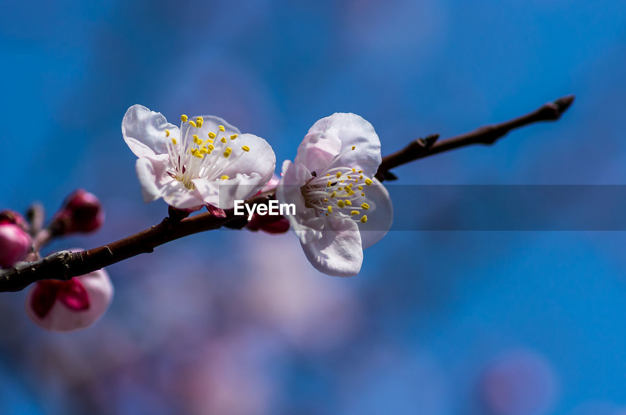 CLOSE-UP OF CHERRY BLOSSOMS ON TWIG