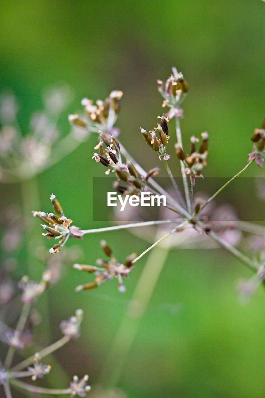 CLOSE-UP OF FLOWERING PLANTS ON PLANT