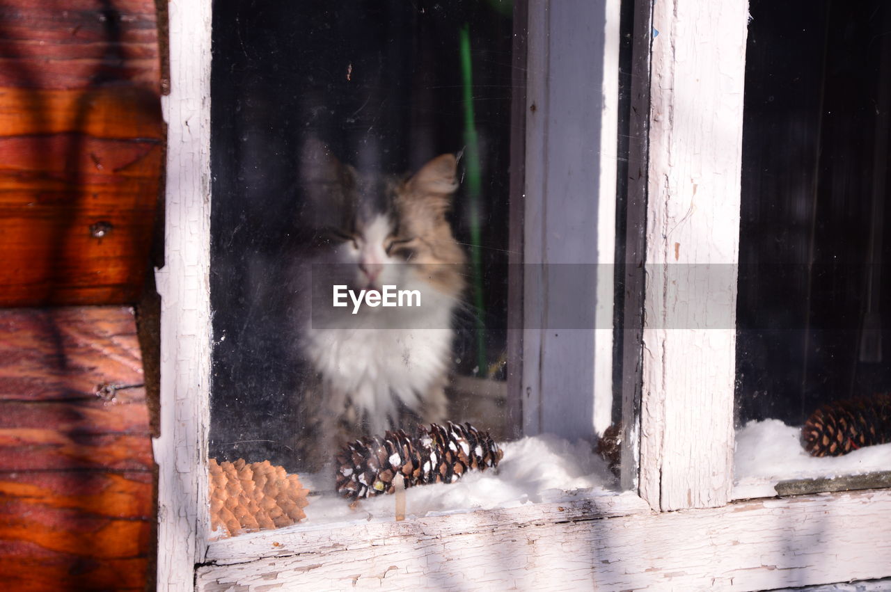 Cat looking through window