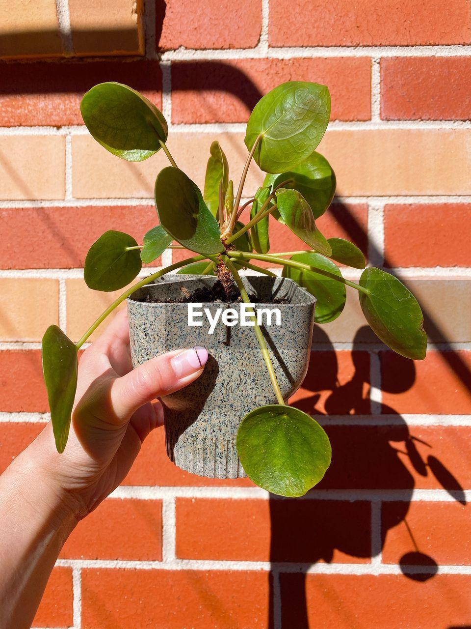 Cropped hand holding plant against wall