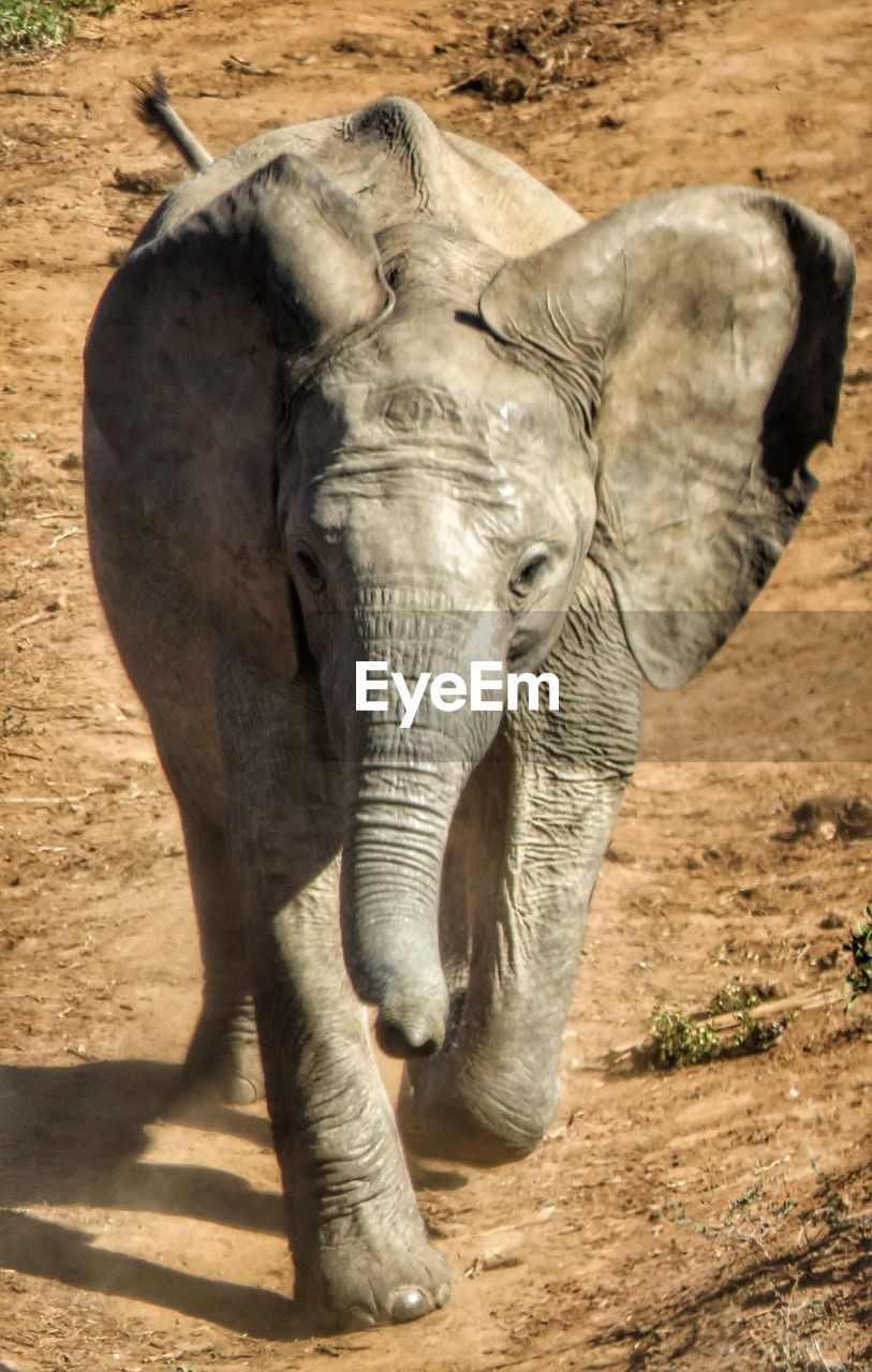 ELEPHANT IN A SUNLIGHT