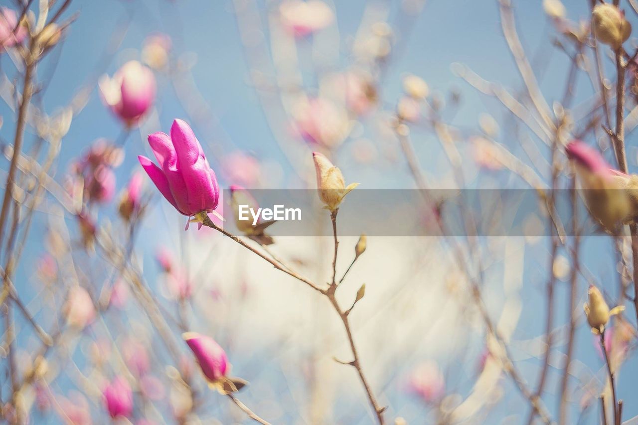 Close-up of beautiful pink flowers 