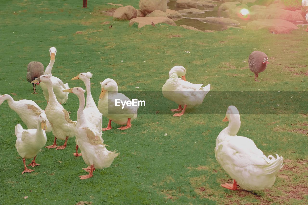 animal themes, animal, bird, water bird, group of animals, wildlife, animal wildlife, large group of animals, nature, ducks, geese and swans, grass, no people, water, day, white, flock of birds, plant, duck, flamingo, land, lake, outdoors, goose, beauty in nature
