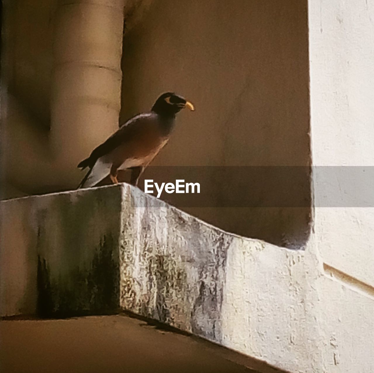 CLOSE-UP OF BIRD PERCHING ON WALL