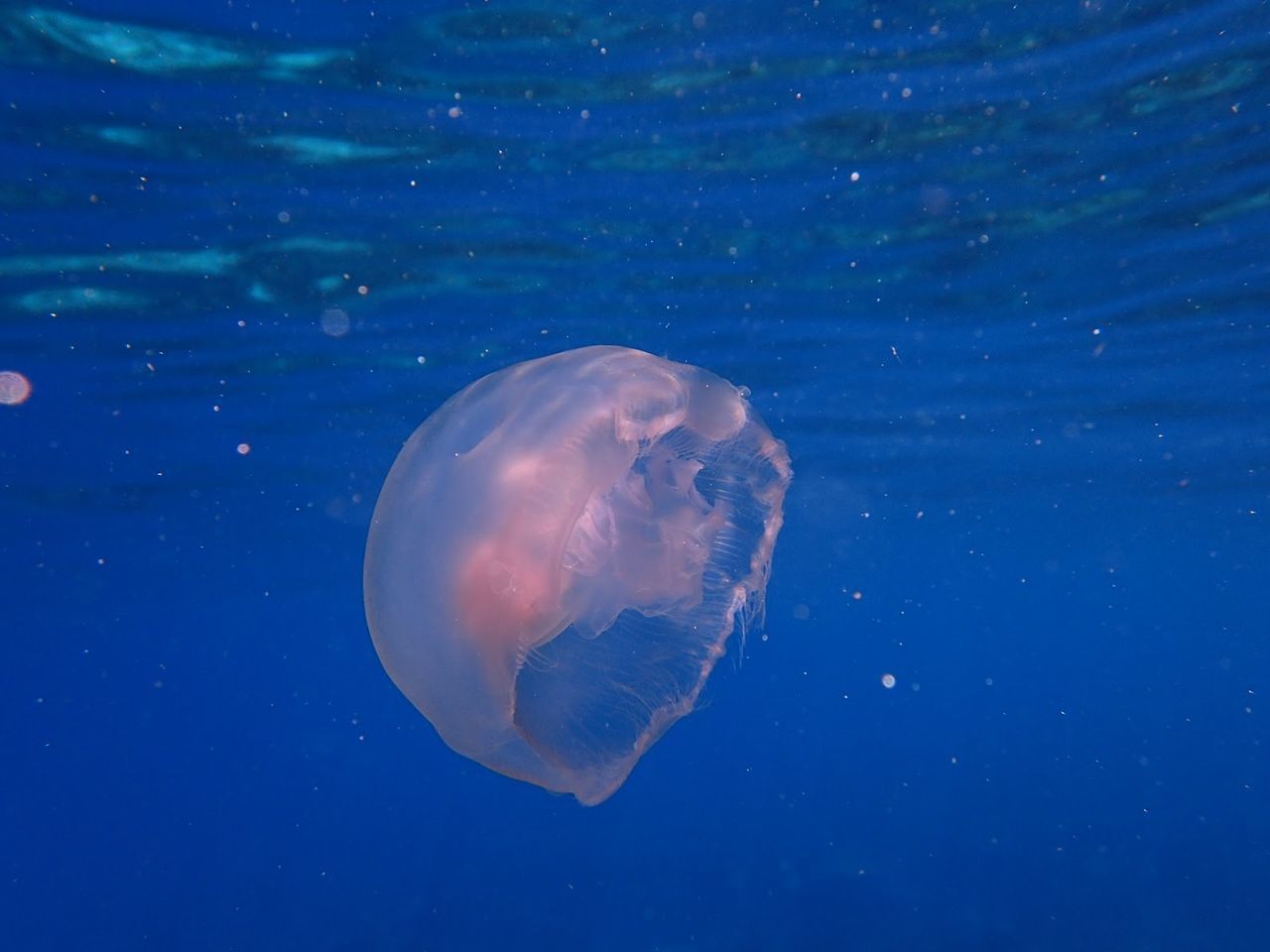 CLOSE-UP OF JELLYFISH IN WATER