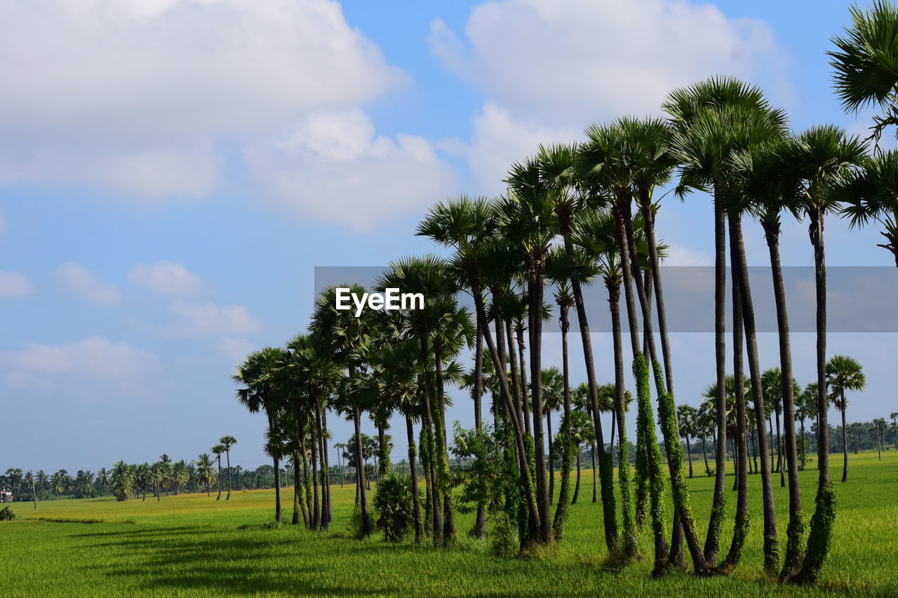 Palm trees on field against sky