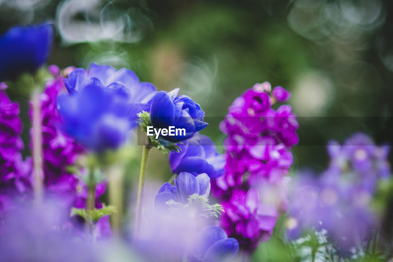 CLOSE-UP OF PURPLE FLOWERING PLANTS AGAINST BLURRED BACKGROUND