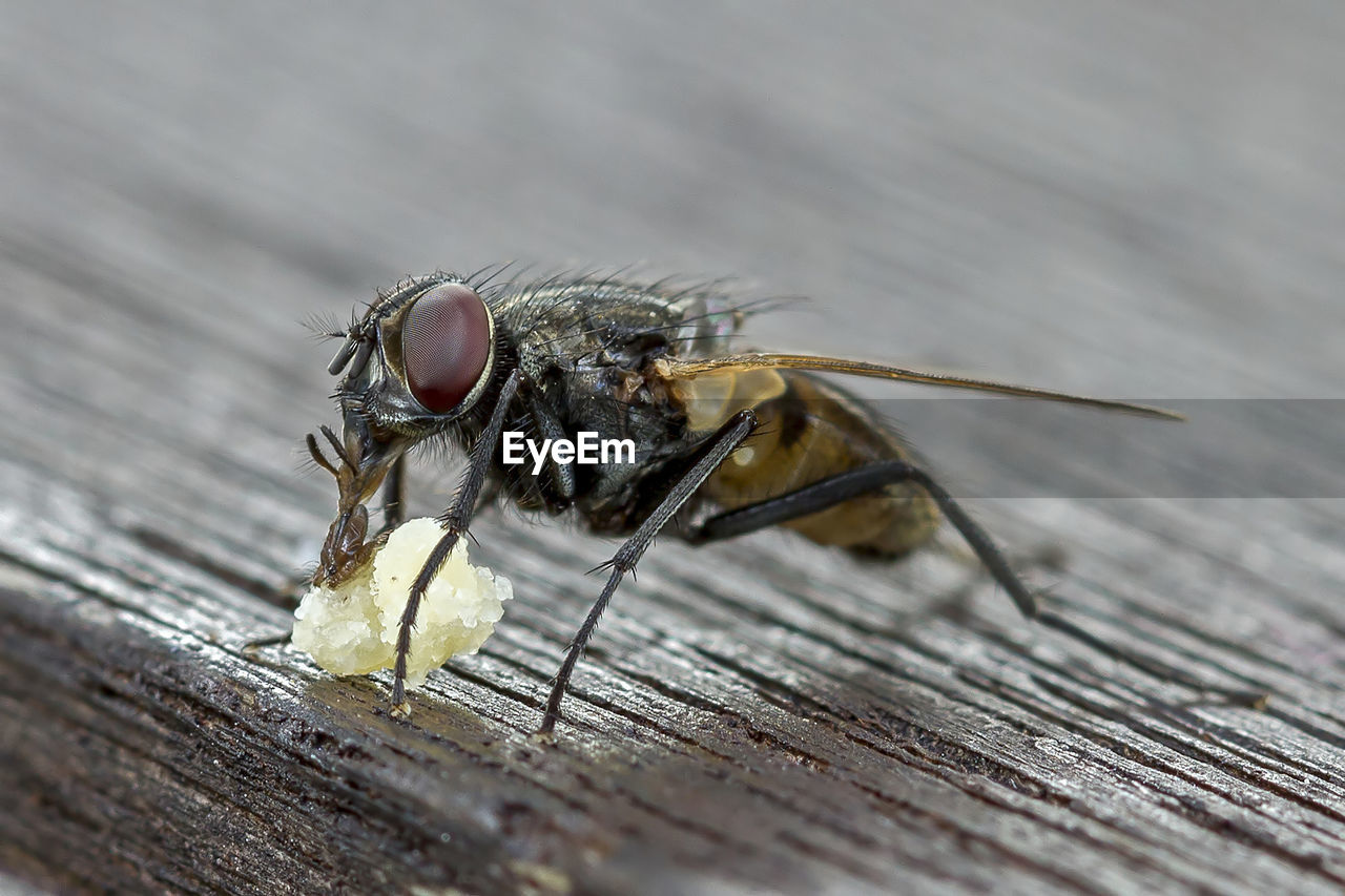 CLOSE-UP OF FLY ON WOOD