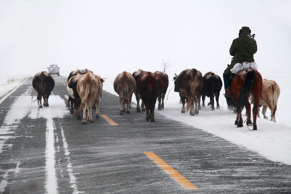 Man riding horse with cows on street during winter