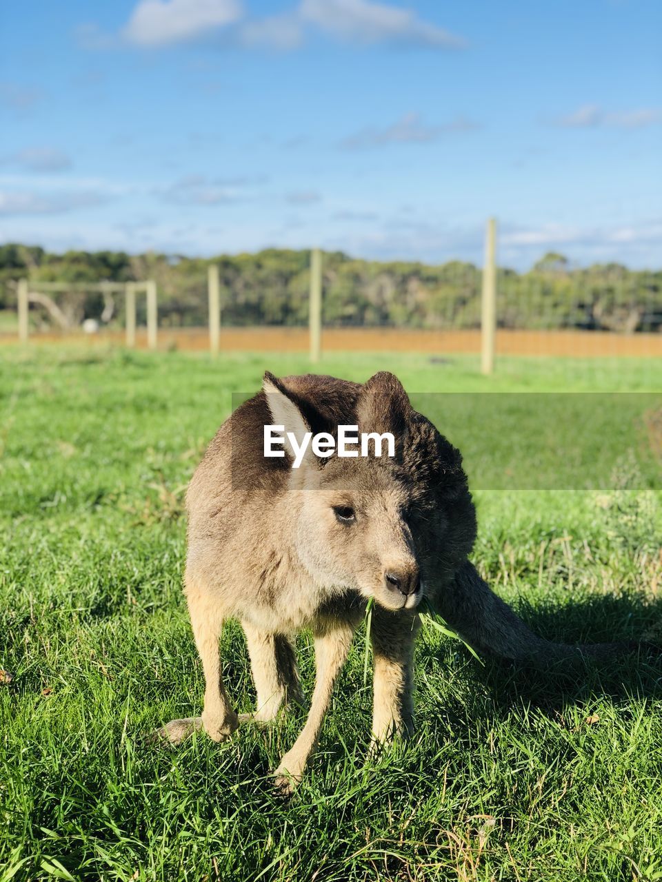 View of a little kangaroo on field