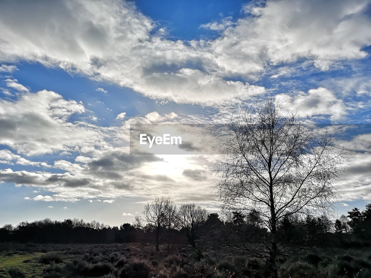 LOW ANGLE VIEW OF TREES GROWING ON FIELD AGAINST SKY
