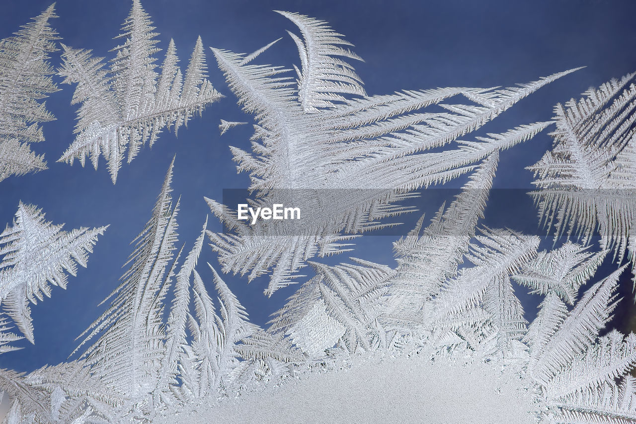 CLOSE-UP OF FROZEN PLANT