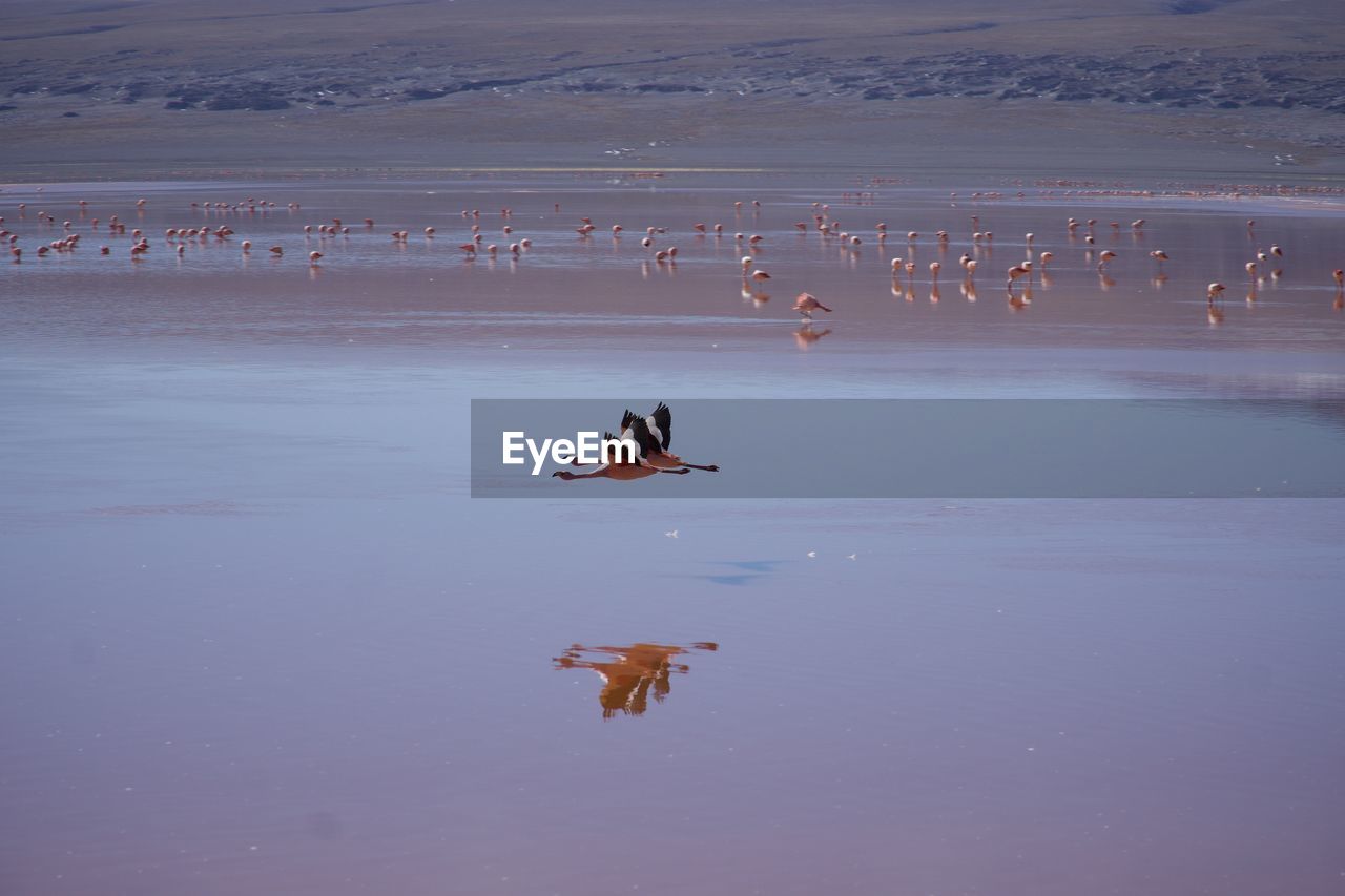 Greater flamingos flying over a lake in bolivia 