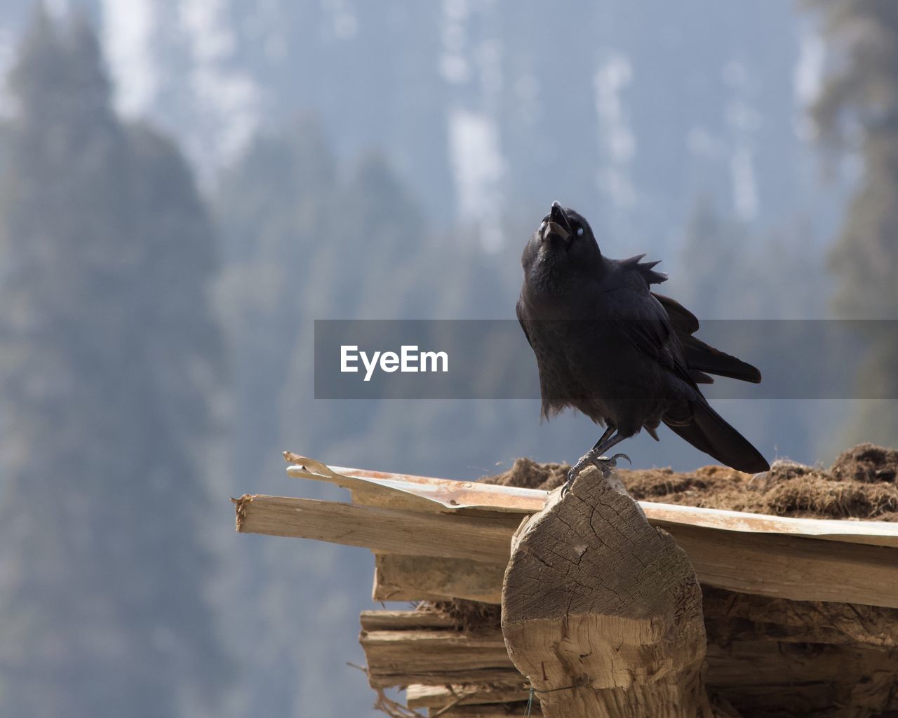 CLOSE-UP OF BIRD PERCHING ON WOOD AGAINST CLOUDS