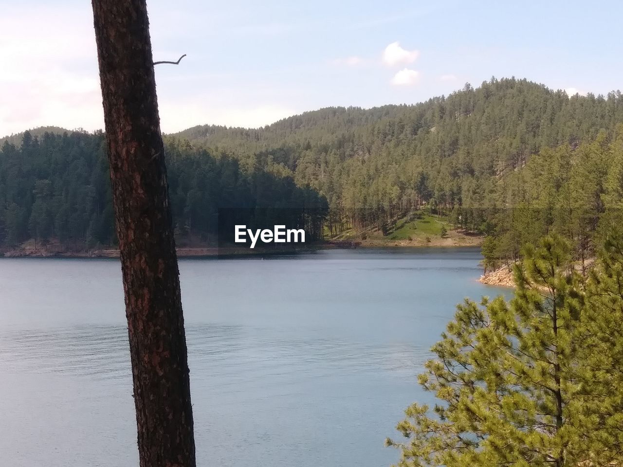 SCENIC VIEW OF LAKE AGAINST TREES IN FOREST