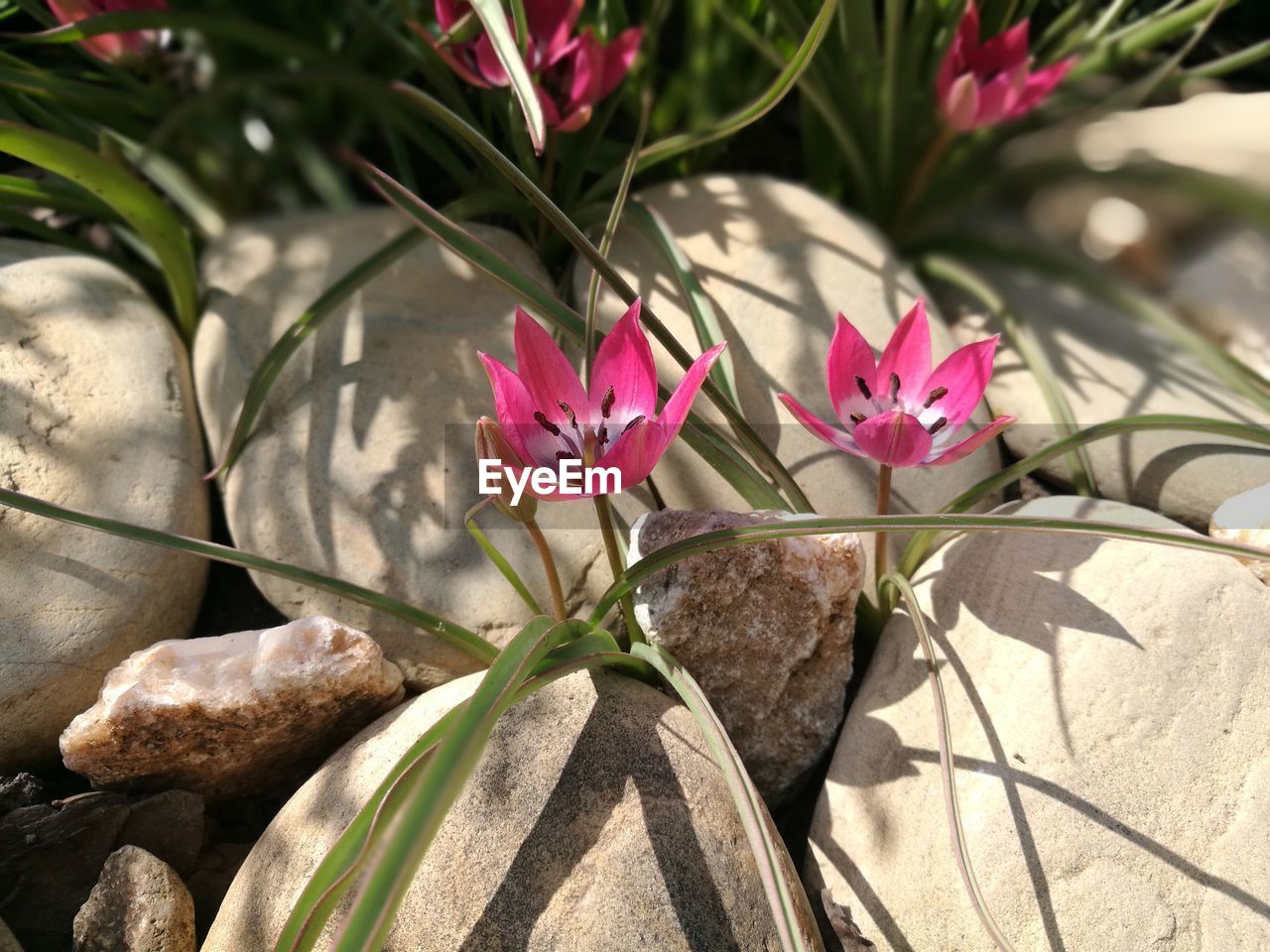 Close-up of pink flowers