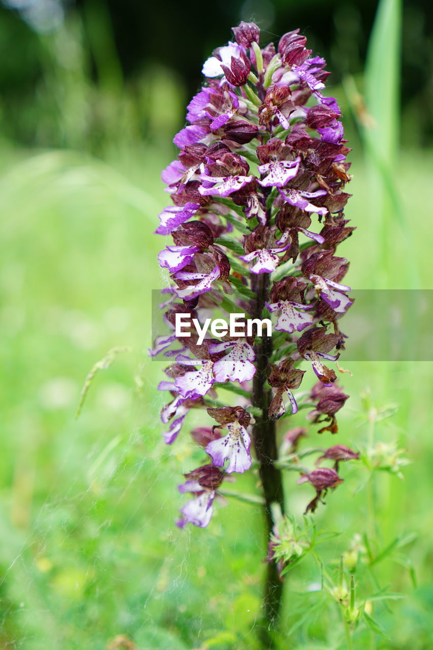 CLOSE-UP OF FRESH PURPLE FLOWER IN BLOOM