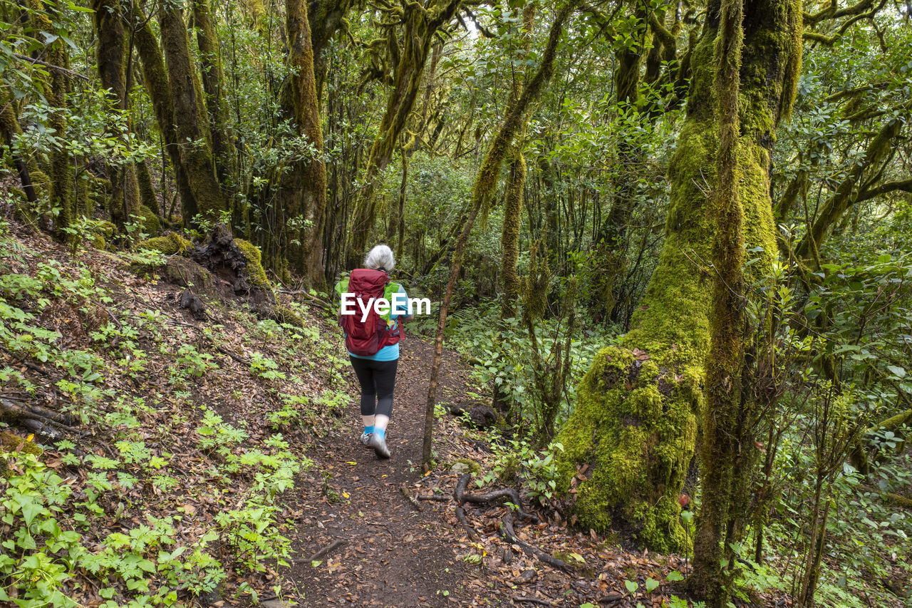 Senior woman hiking along footpath in garajonay national park